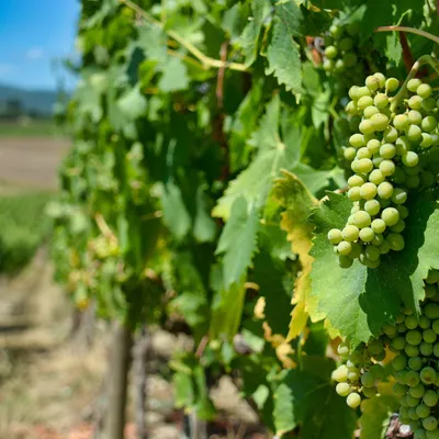 Arrachage des vignes : le ministre de l'agriculture en Gironde