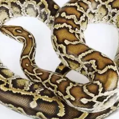 Roche-la-Molière : vigilance, un python s'est échappé