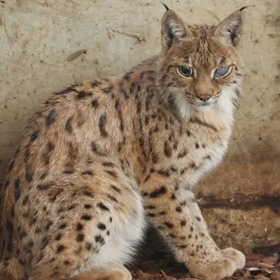 Saint-Martin-la-Plaine : Tonga Terre d'Accueil recueille un lynx...