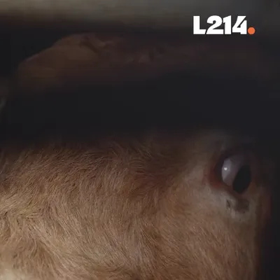 Abattoir de Charlieu : L214 porte plainte contre la Préfecture