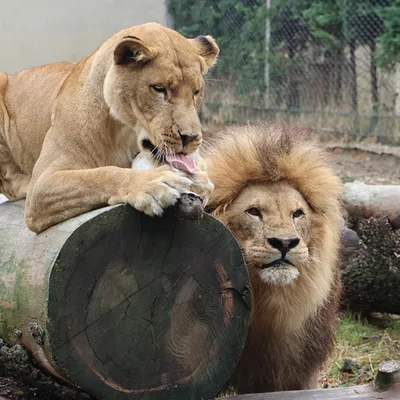 Saint-Martin-la-Plaine : deux lions quittent le zoo pour l'Afrique...