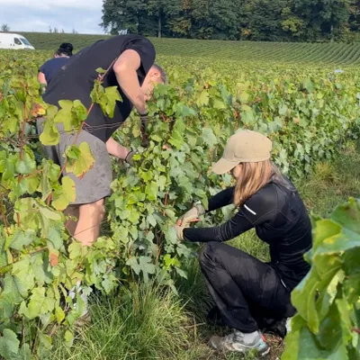 Vendanger avec moins de douleurs, c'est possible ?