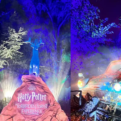 Harry Potter : une expérience inédite dans la forêt interdite 