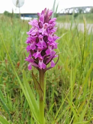Visite biodiversité ArcelorMittal  - à la découverte des orchidées...