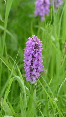 Visite découverte biodiversité ArcelorMittal - les orchidées...