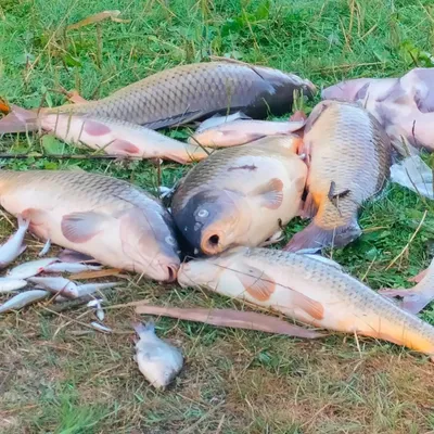 Loon-Plage : tous les poissons retrouvés morts au Parc Galamé