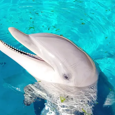 Ambleteuse : Un dauphin retrouvé mort sur la plage