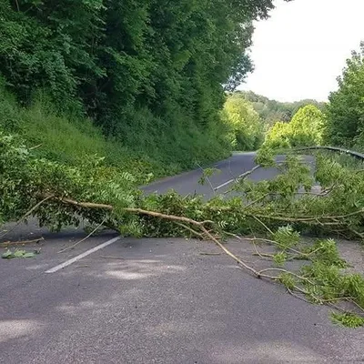 Blendecques : un arbre tombe sur la route