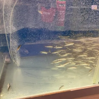 Longuenesse : polémique autour de la détention de poissons pour la...