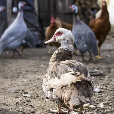 Les mesures de prévention contre l'influenza aviaire renforcées...