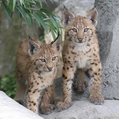 Fort-Mardyck : nous vous présentons Anka et Jasna, les deux bébés...