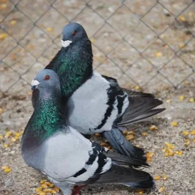 A Colmar, on tue trop de pigeons !