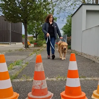 Une école pour former les chiens guides de demain à Cernay