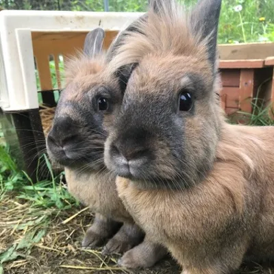 SPA : trois lapines attendent d’être adoptées