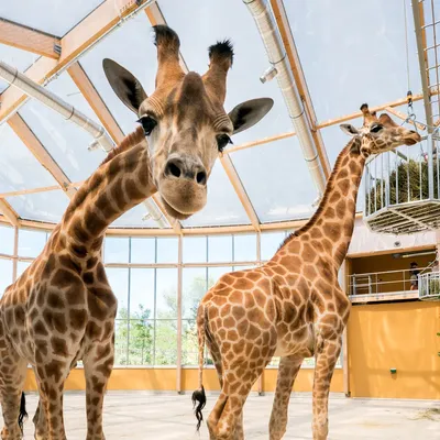 Deux girafes viennent d'arriver au zoo de Mulhouse