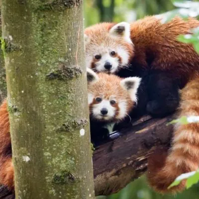 Choisissez les prénoms des pandas roux du Zoo de Mulhouse