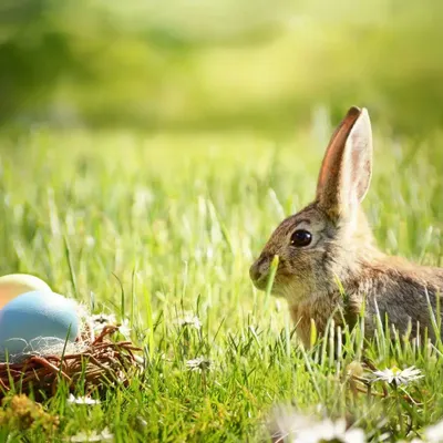 Le calendrier des chasses aux oeufs de Pâques en Alsace