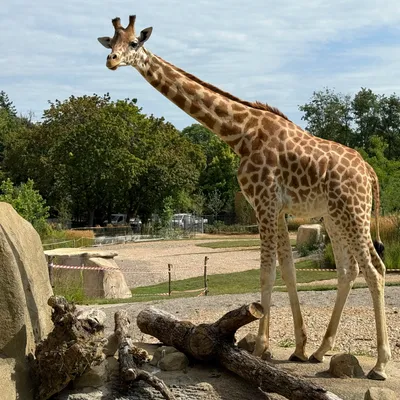 Les girafes, nouvelles stars du Zoo de Mulhouse