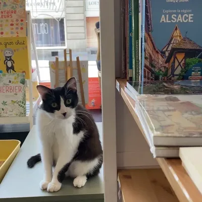 Une ronron librairie à Colmar