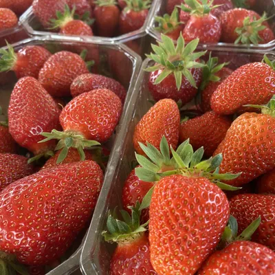 Les libres cueillettes de fraises en Alsace
