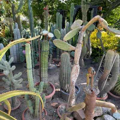 Sélestat : dans sa vie, il y a 1 500 cactus