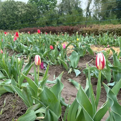 Des fleurs à couper soi-même en Alsace