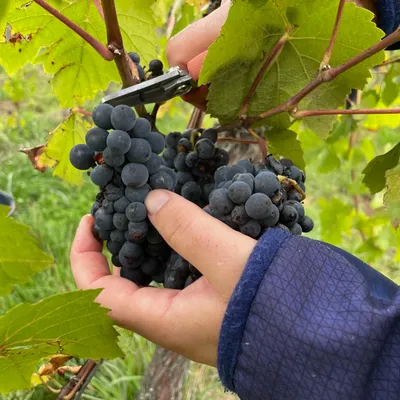 Alsace Vendanges recrute dès ce lundi