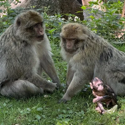 Naissances en série à la Montagne des Singes  