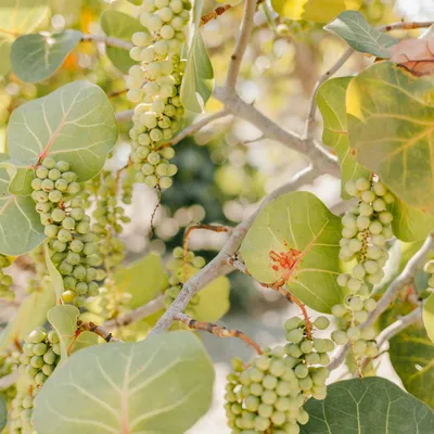 Ligne Alsace Vendanges : 30 ans de soutien aux viticulteurs