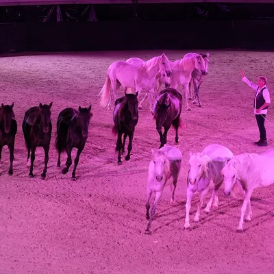 La Cavalerie Enchantée revient aux Arènes de Lunel pour une 7e...