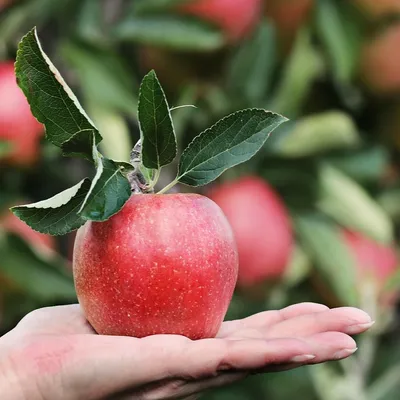 Hérault : la pomme célébrée en grand dans ces deux coopératives