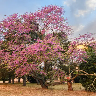 Concours : L'arbre de l'année sera-t-il gardois ?