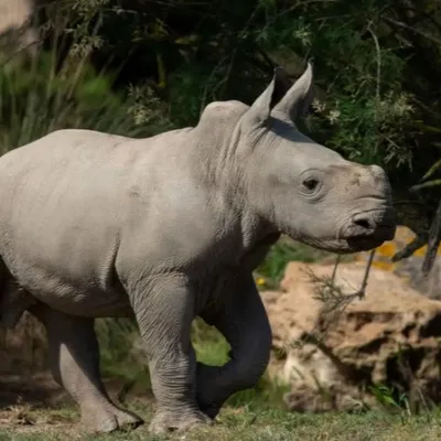 Aude : Iboko, le cinquième petit rhinocéros à voir le jour à la...