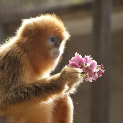 Première mondiale : trois singes dorés à Pairi Daiza