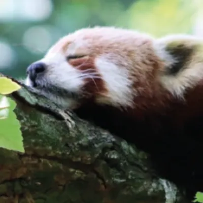 Journées de la conservation au zoo de Lille