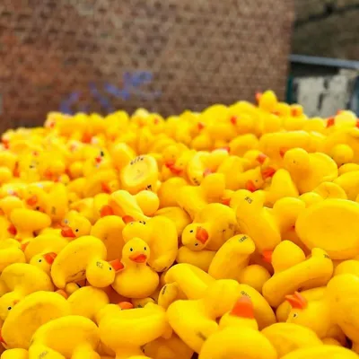 Rendez-vous à Arras pour la Duck Race ! 