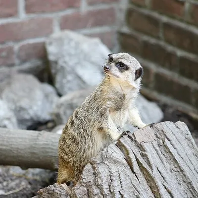 Le zoo de Lille fermé plusieurs jours cette semaine