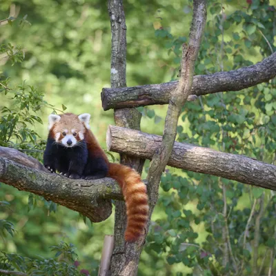 Le zoo d'Amiens à 1 € ce week-end