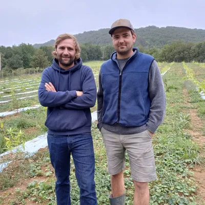 Exclusif - St-Antonin-Noble-Val : 150 000€ de cultures de bambous...