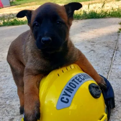 La brigade cynotechnique des pompiers a une nouvelle recrue et elle...