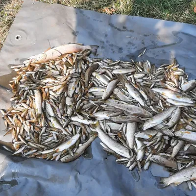 Des centaines de poissons morts entre Lozère et Ardèche