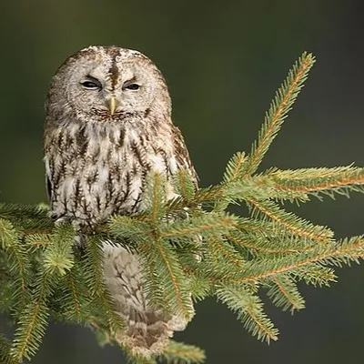 Partir à la rencontre des rapaces nocturnes