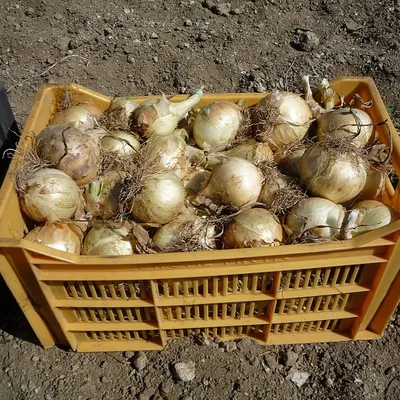 La récolte de l'oignon doux des Cévennes est lancée