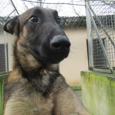 Montauban : Lex, abandonné à la SPA puis adopté par les gendarmes