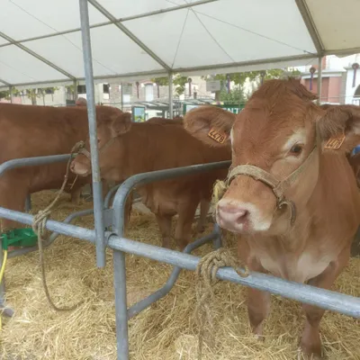 Brive : une ferme installée en cœur de ville