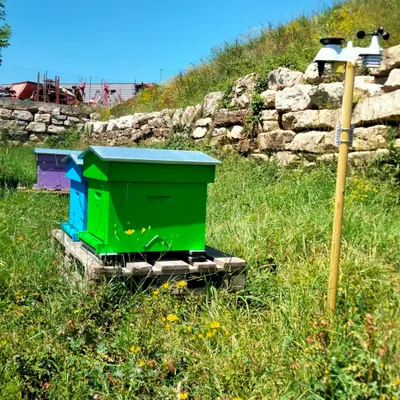 La première ruche connectée de Lozère installée sur un site industriel