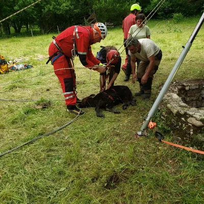 Les pompiers sauvent un veau tombé dans un puits en Lozère
