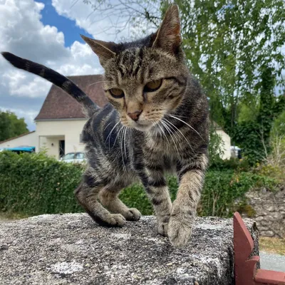 Y’a-t-il plus de chats errants que de nouveaux habitants à Varaire ?