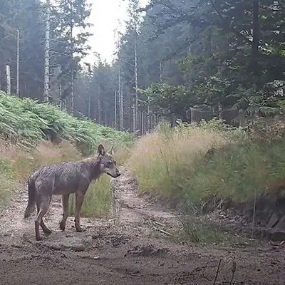 Un couple de loups rare sur le plateau de Millevaches
