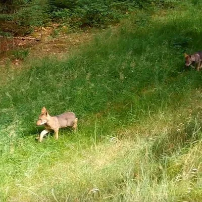 Corrèze : 7 loups dont 4 louveteaux et des interrogations